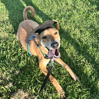1. Lillie-Mae Dog Training