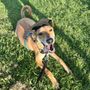 Photo of Lillie-Mae Dog Training
