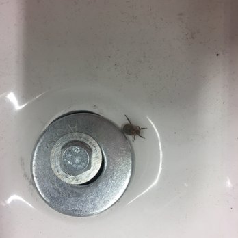 The Home Depot - The only person in this store with any competence, a bug, a literal bug. - Hardware Stores Near Me - Aurora, Ohio The Home Depot - The only person in this store with any competence, a bug, a literal bug. - Hardware Stores Near Me - Aurora, Ohio