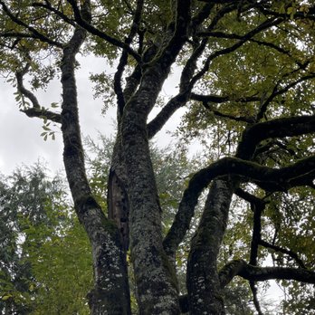 Lightning Tree Service - Old damaged tree. Rot and several branches soon would snap off with future wind and snow. - Tree Services Near Me Lightning Tree Service - Old damaged tree. Rot and several branches soon would snap off with future wind and snow. - Tree Services Near Me
