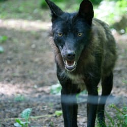 Adler- und Wolfspark Kasselburg - Canis lupus