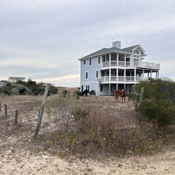 Wild Horse Adventure Tours - Horses just roaming in yards in Carova! - Tours Near Me - Corolla, North Carolina