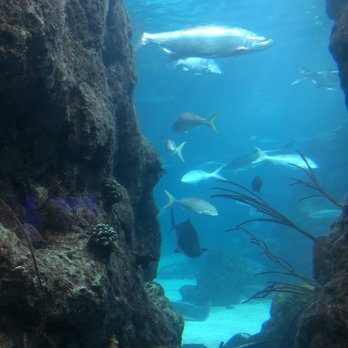 Downtown Aquarium - Museums Near Me - Denver, Colorado