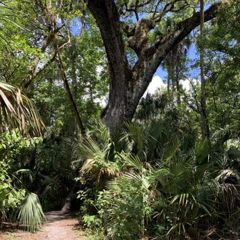 Highlands Hammock State Park - Giant oak - Parks Near Me - Sebring, Florida