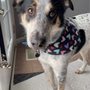 Photo of Dog Spa 2