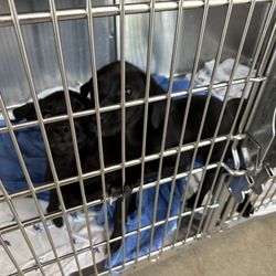 Fort Worth North Animal Campus