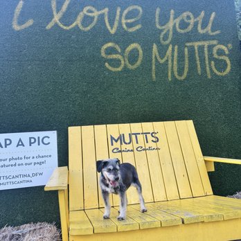 MUTTS Canine Cantina - American Near Me - Dallas, Texas MUTTS Canine Cantina - American Near Me - Dallas, Texas