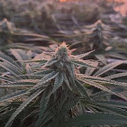 Sunwalker Farms