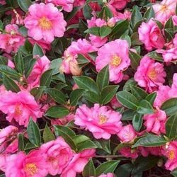 Just Perfect Plants