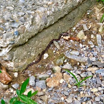 Saunders Springs Nature Preserve - Parks Near Me - Radcliff, Kentucky Saunders Springs Nature Preserve - Parks Near Me - Radcliff, Kentucky