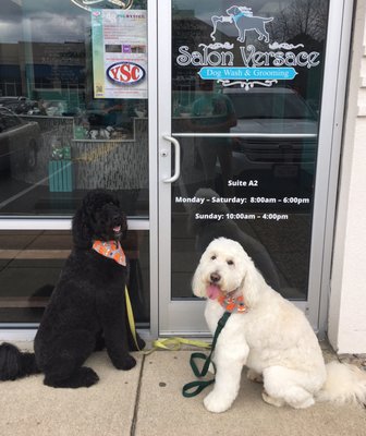 salon versace dog wash and grooming