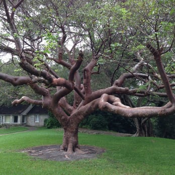 Greynolds Park - A great tree for climbing ! - Parks Near Me - North Miami Beach, Florida Greynolds Park - A great tree for climbing ! - Parks Near Me - North Miami Beach, Florida