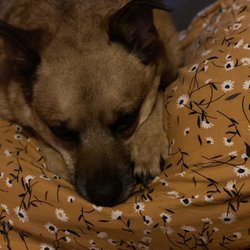 Hoopeston Animal Rescue Team HART - This little guy is the best friend I never knew I needed. Thanks to HART I have had him by my side.