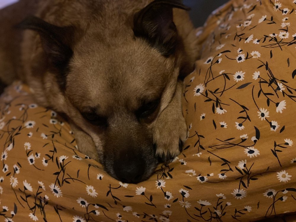 HOOPESTON ANIMAL RESCUE TEAM HART Updated August 2024 901 W Main St