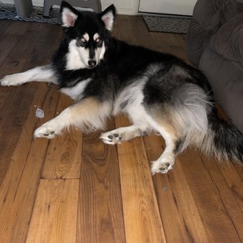 Bark Avenue - I don't have a before pic but just know she looks 100% better --I will give them that amount of credit - Pet Groomers Near Me - Tucson, Arizona Bark Avenue - I don't have a before pic but just know she looks 100% better --I will give them that amount of credit - Pet Groomers Near Me - Tucson, Arizona
