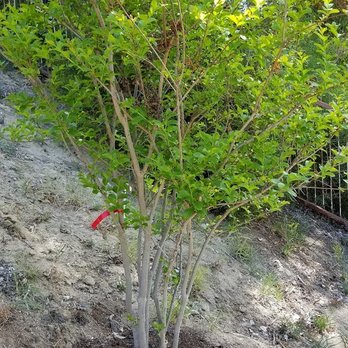 Moon Valley Nurseries - With some help from Pat O'Neil it pulled through. - Landscaping Near Me - Escondido, California Moon Valley Nurseries - With some help from Pat O'Neil it pulled through. - Landscaping Near Me - Escondido, California