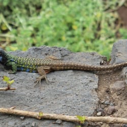Parque de El Drago - colored lizard