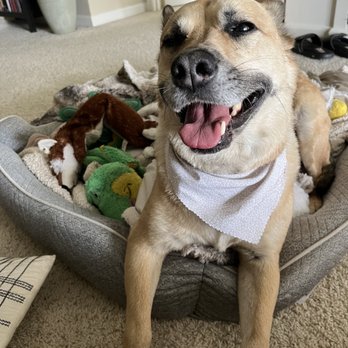 Pawsitively Purfect Salon - Happy Pup After Grooming - Pet Groomers Near Me - Florence, Kentucky