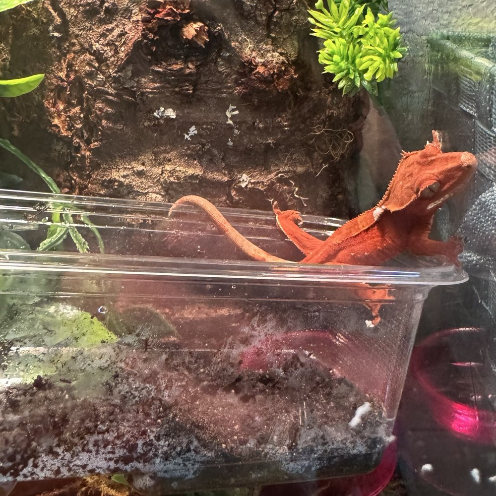 Pet Supplies Plus Arlington - W Sublett - Nyx after just getting home with temp enclosure - Pet Stores Near Me - Arlington, Texas Pet Supplies Plus Arlington - W Sublett - Nyx after just getting home with temp enclosure - Pet Stores Near Me - Arlington, Texas