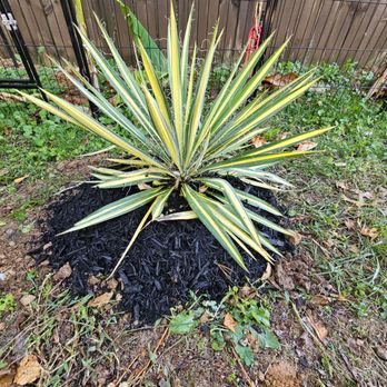 Moon Valley Nurseries - Yucca Color Guard - A variegated yucca plant with long, pointed yellow and green striped leaves is situated in a garden bed covered with black mulch. The surrounding area includes grass, small plants, and fallen leaves, with a metal fence in the background. The garden appears to be outdoors, with natural soil and plant growth. - Nurseries & Gardening Near Me - Franklin, Tennessee