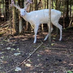 Deer Ranch