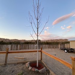 Santa Fe Tree Farm - Autumn Red Ash