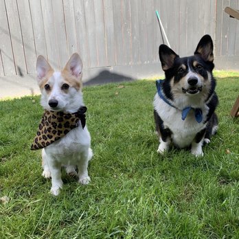 Dogfather Dog Institute - Pet Training Near Me Dogfather Dog Institute - Pet Training Near Me