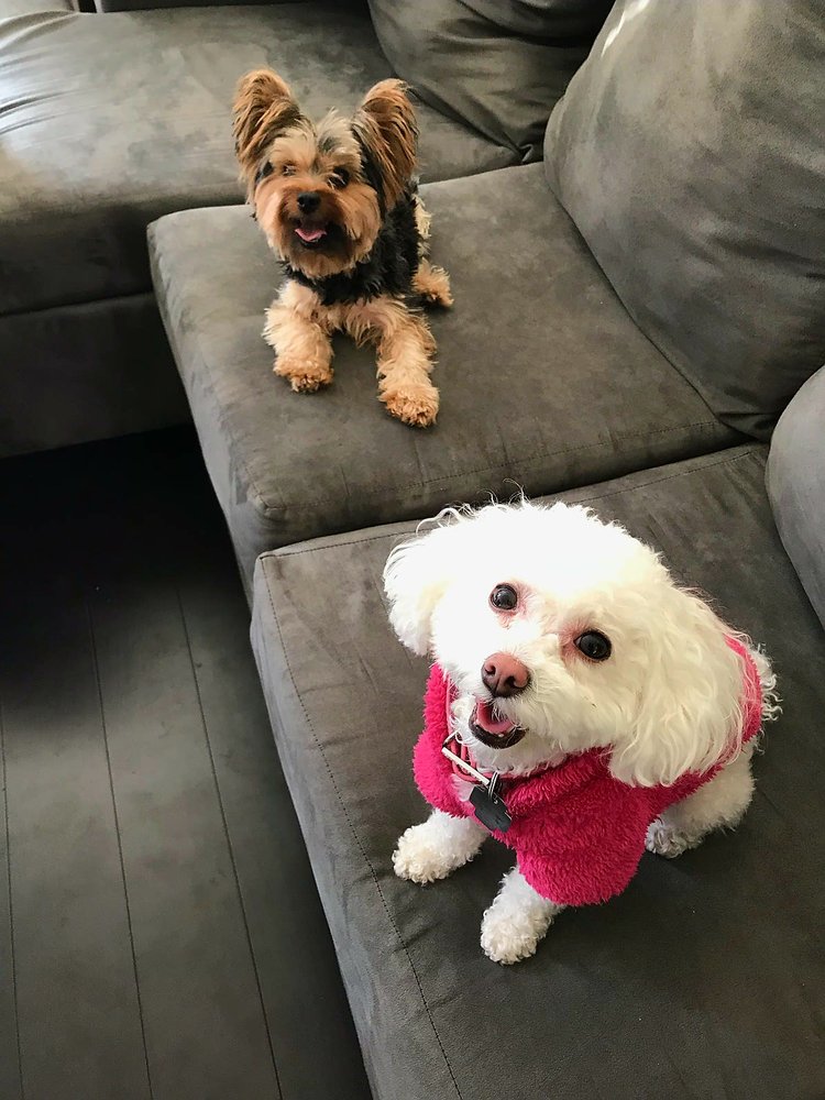 WALKS WIGGLES & WAGS Roxbury Township, New Jersey Dog Walkers