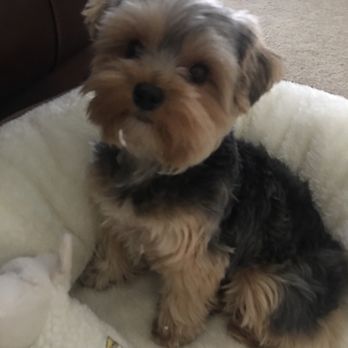 Plush Puppy - Before his haircut with Nancy. Notice the sweet round face - Pet Groomers Near Me - Newbury Park, California Plush Puppy - Before his haircut with Nancy. Notice the sweet round face - Pet Groomers Near Me - Newbury Park, California