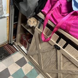 Southern Arizona Cat Rescue - NOT adopted at Southern Arizona Cat Rescue because THEY WOULD NOT ALLOW ME TO ADOPT FROM THEM. Nuttall climbing into a cubby while camping.