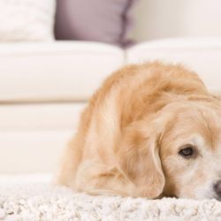 ABC Chem-Dry - Get rid of pet urine with ABC Chem-Dry's Pet Urine Odor Treatment.
