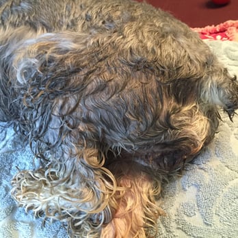Barkingham Palace Pet Resort - Diabetic dog mistreated and dripping with urine! - Pet Sitting Near Me - Marble Falls, Texas