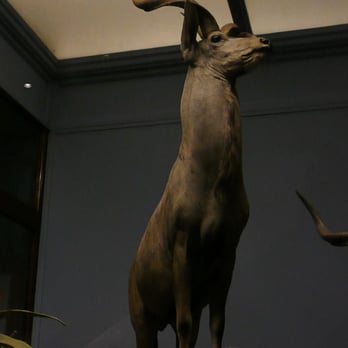 Field Museum - the Greater Kudu - Museums Near Me - Chicago, Illinois