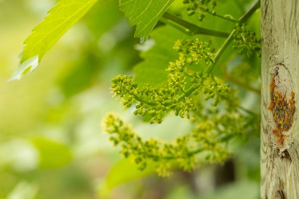 7 Vines Vineyard and Winery by null