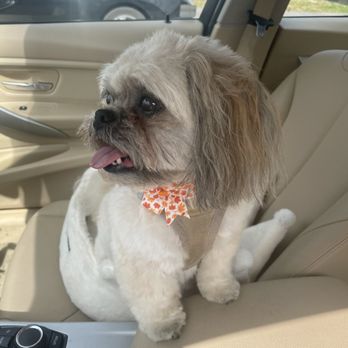 Just Poochy - Teddybear cut - Pet Groomers Near Me - Cookeville, Tennessee Just Poochy - Teddybear cut - Pet Groomers Near Me - Cookeville, Tennessee