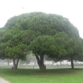 Point Fermin Park - Parks Near Me - San Pedro, California Point Fermin Park - Parks Near Me - San Pedro, California