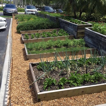 Farmer's Table - Herb garden in front of restaurant. I saw employees picking herbs to use. - Desserts Near Me - Boca Raton, Florida Farmer's Table - Herb garden in front of restaurant. I saw employees picking herbs to use. - Desserts Near Me - Boca Raton, Florida