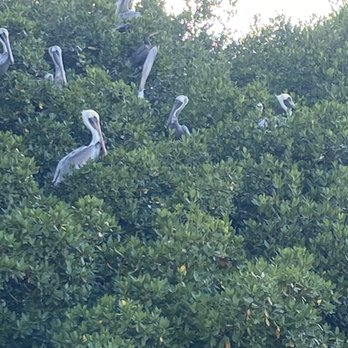 Island Ferry St Pete Beach - Mangrove - Rafting/Kayaking Near Me - Tierra Verde, Florida