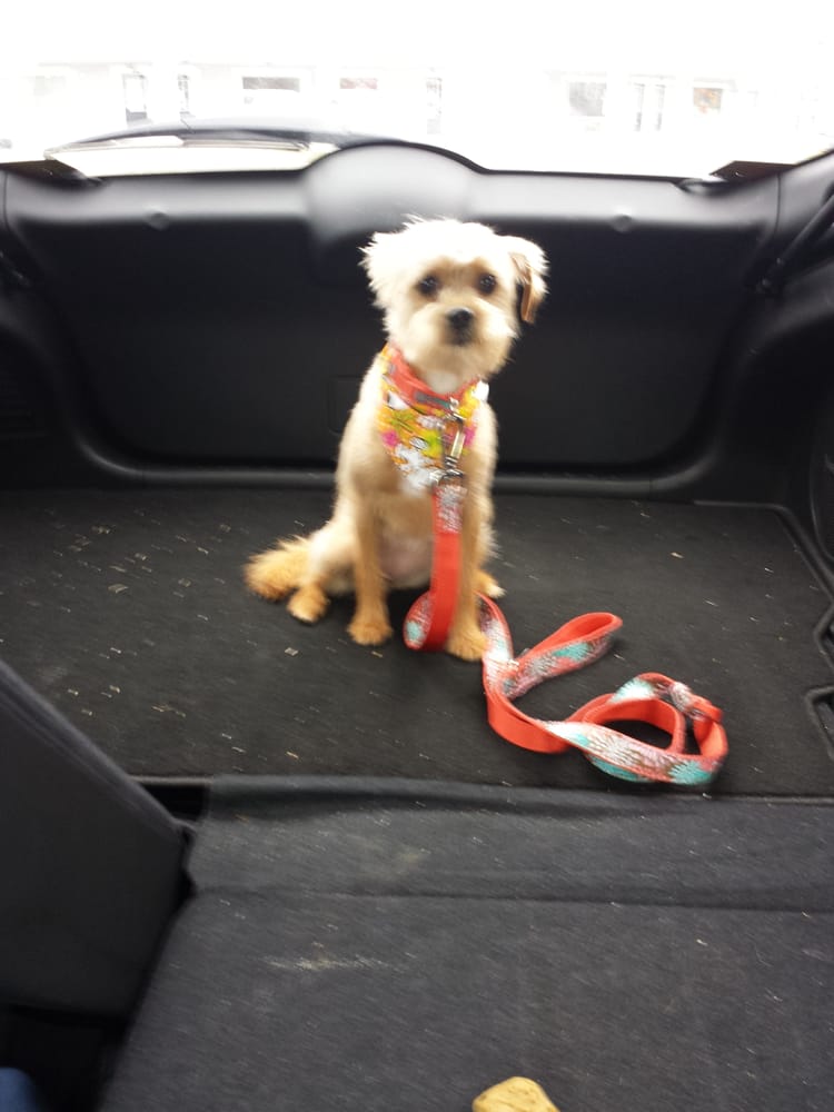 CLASSY CANINE PET GROOMING Updated October 2024 2811 Reidville Rd