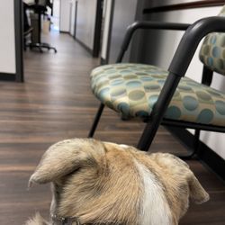 First Med Urgent Care - Service dog staring at the dr who was such a POS to us