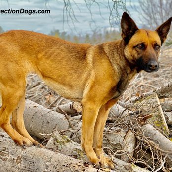 Command Control Protection Dogs - Trained Belgian Malinois for sale. For more information contact us. www.ccprotectiondogs.com - Pet Training Near Me - Walnut, California