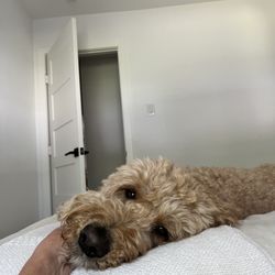 Lovely Paws