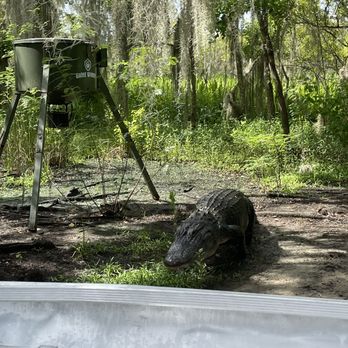 Airboat Adventures - Gator. - Boat Tours Near Me - Lafitte, Louisiana Airboat Adventures - Gator. - Boat Tours Near Me - Lafitte, Louisiana