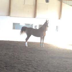 Stillwater Valley Farm - Some of the lesson horses!!