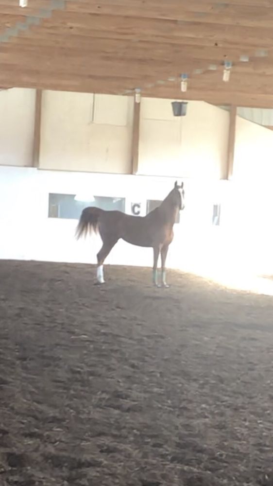 Stillwater Valley Farm - equestrian in Dayton, OH