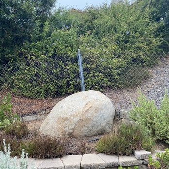 Select Tree Service - Before picture of Plumbago bush - Tree Services Near Me Select Tree Service - Before picture of Plumbago bush - Tree Services Near Me