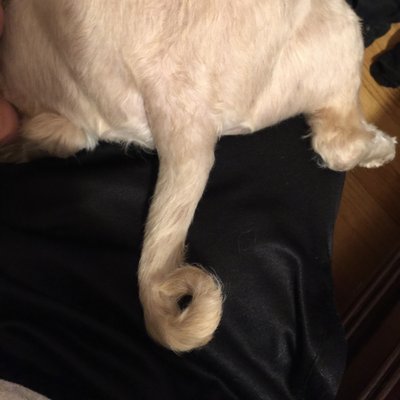 D is for Doggy - Daycare & Grooming by null