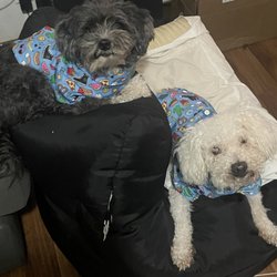 Grooming Salon Diamond In The Ruff Dog Grooming Diamond In The