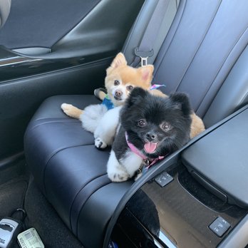 Classy Canine's Wiggle Rumps - Freshly done and smelllllls good - Pet Groomers Near Me - Castrovalley, California Classy Canine's Wiggle Rumps - Freshly done and smelllllls good - Pet Groomers Near Me - Castrovalley, California