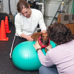 Companion Pet Sitting - Abby during physical therapy